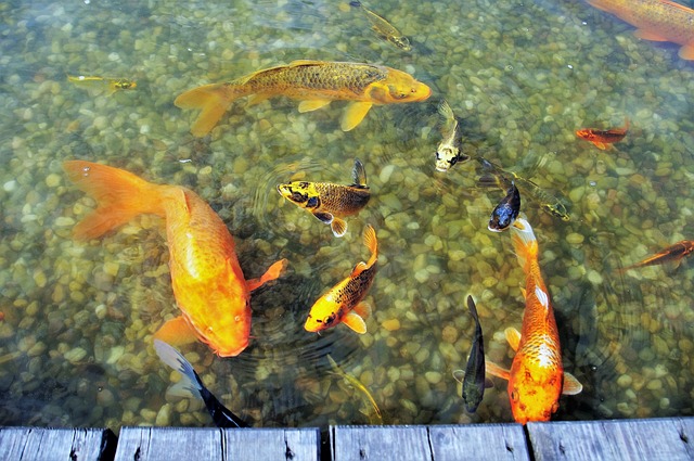 oranžové ryby v jazierku.jpg