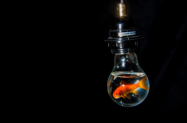 Zlatá rybka pláva v sklenenej žiarovke.jpg